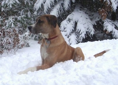 A brown with white and black Saint Dane is laying in snow and it is looking to the left. There is a pine tree with snow all over it in the background.